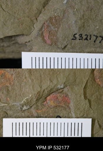Thelxiope sp.