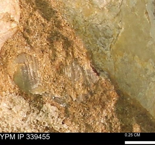 undet. Mollusca