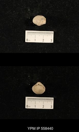 Phricodothyris sp.