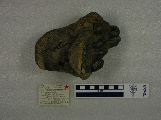 Odobenus obesus antiquus