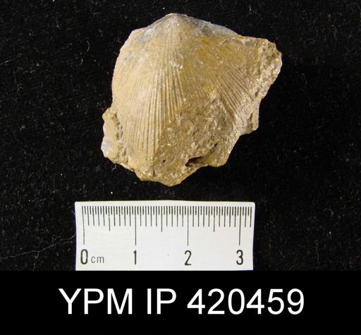 undet. Strophodontidae