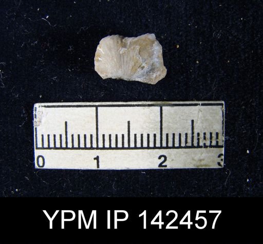 Chonetes (Waagenites) squamulifera