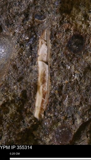 Mollusca