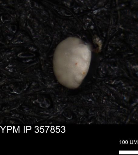 undet. Foraminiferida