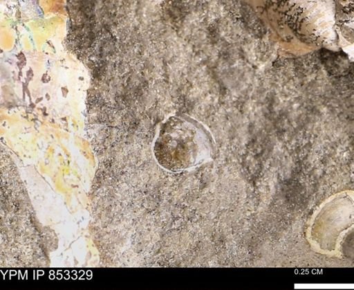 undet. Gastropoda