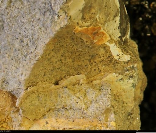 undet. Scaphitidae