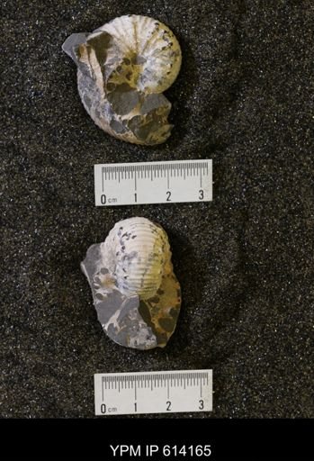 Acanthoscaphites nodosus plenus