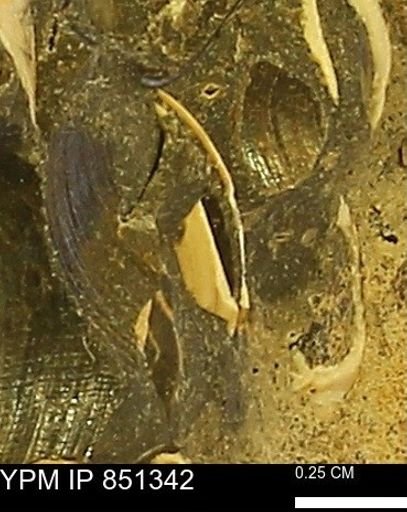 Limopsis striatopunctatus