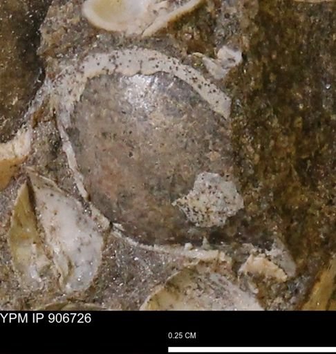undet. Mollusca