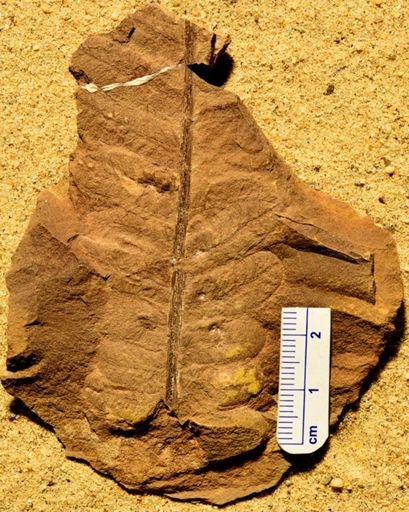 Pecopteris