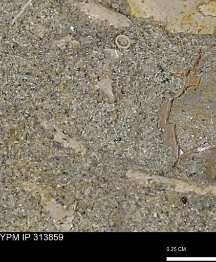 undet. Scaphopoda