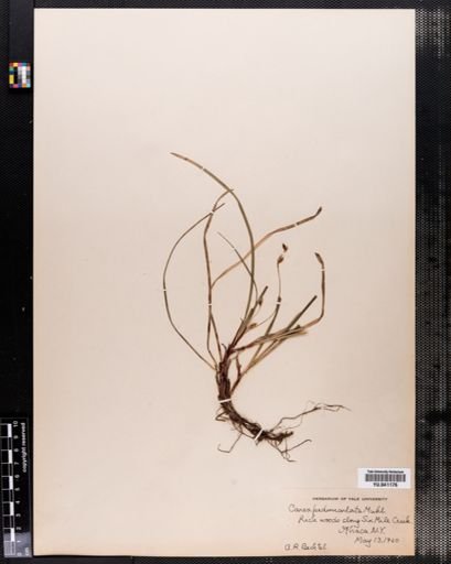 Carex pedunculata