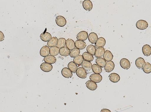 Gyrocotyle fimbriata