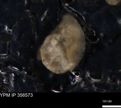 undet. Foraminiferida
