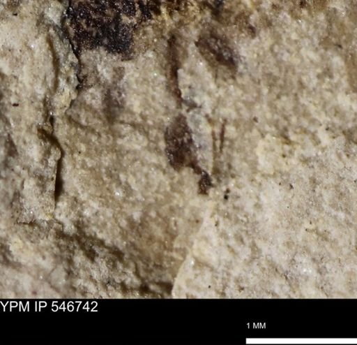 undet. Diptera
