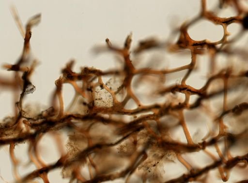 Cacospongia