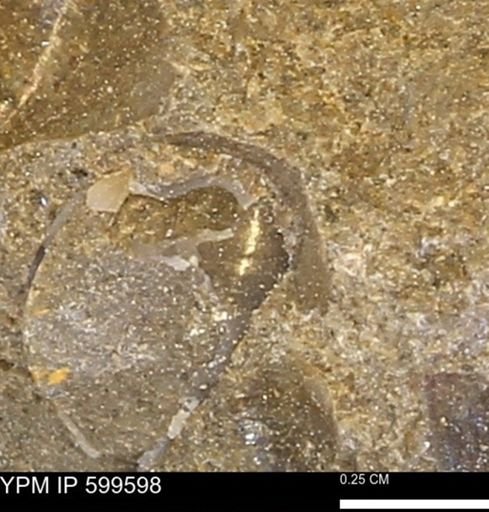 Protocardia subquadrata
