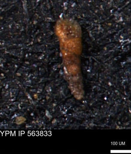Verneuilinoides kansasensis