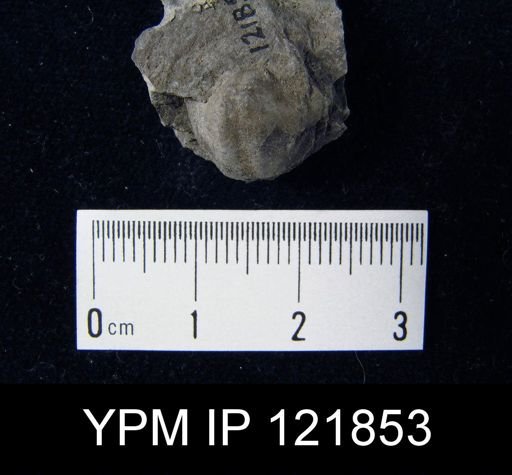 Spirifer sp.