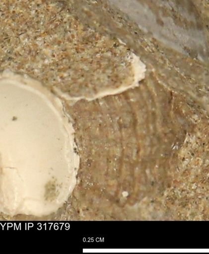 undet. Gastropoda