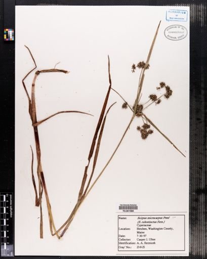 Scirpus microcarpus