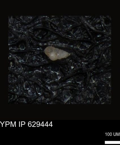 undet. Foraminiferida