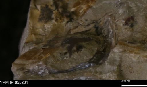 undet. Bivalvia
