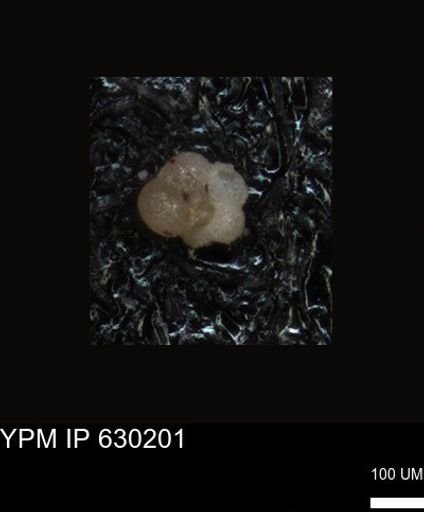 undet. Foraminiferida