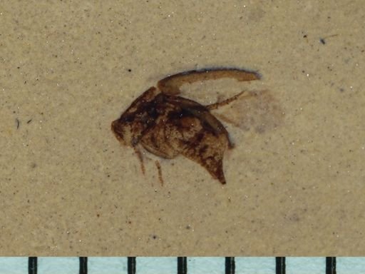 undet. Mordellidae