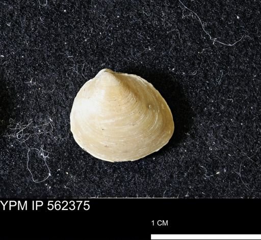 Limopsis striatopunctatus