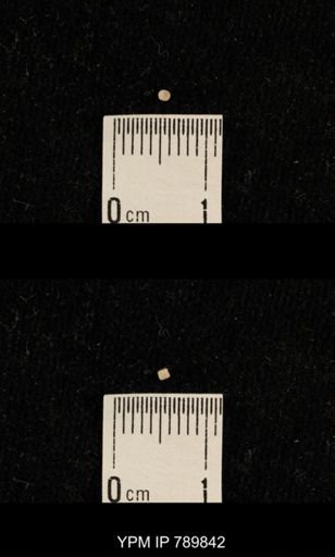 taxon undetermined