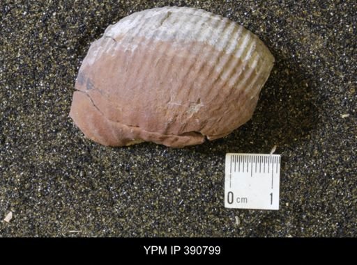 undet. Scaphitidae