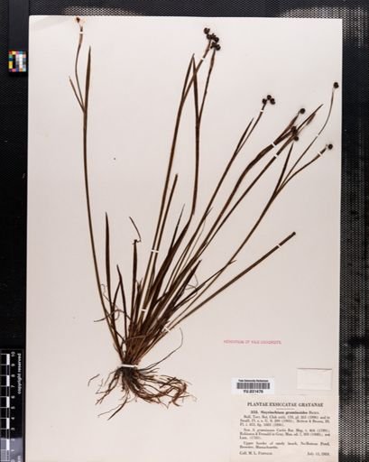 Sisyrinchium