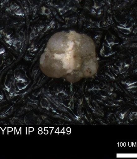 undet. Foraminiferida