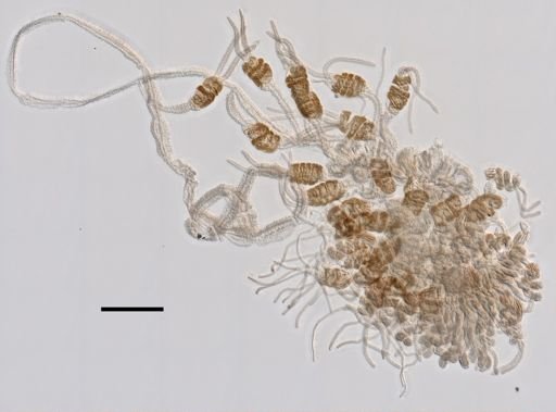 Agalma elegans