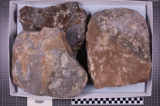 mixed taxa, stratigraphic collection