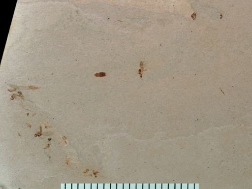 undet. Hymenoptera