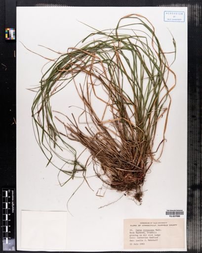 Carex virescens