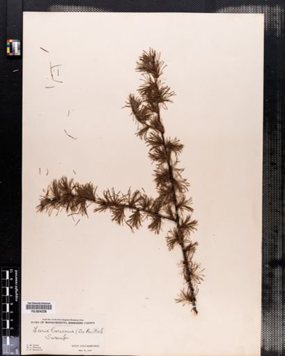 Larix laricina