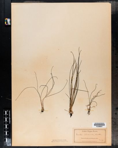 Isoetes