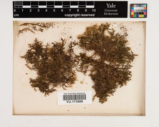 Plantae