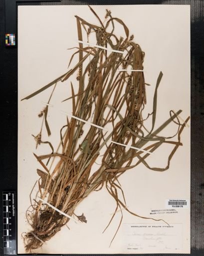 Carex amphibola