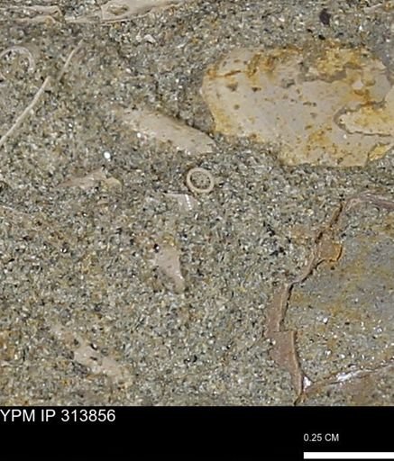 undet. Scaphopoda