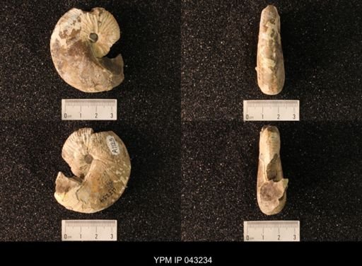 Hoploscaphites nicolletii