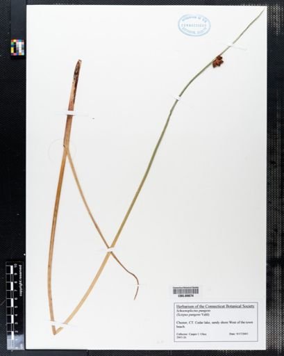 Schoenoplectus pungens
