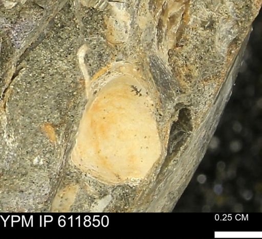 Protocardia sp.