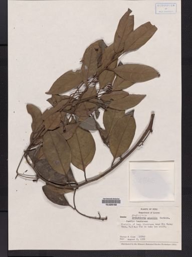 Endlichleria