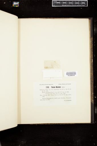 Penium navicula