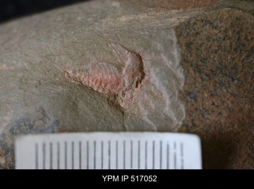 undet. Xiphosurida