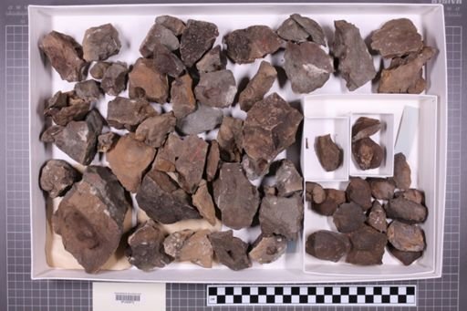 mixed taxa, stratigraphic collection